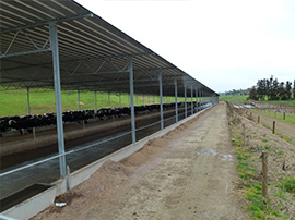 Dairy Tech Waikato Design Build Feed Pads